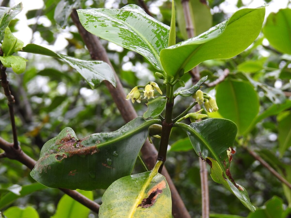 Flowers of Rhizophora mangle