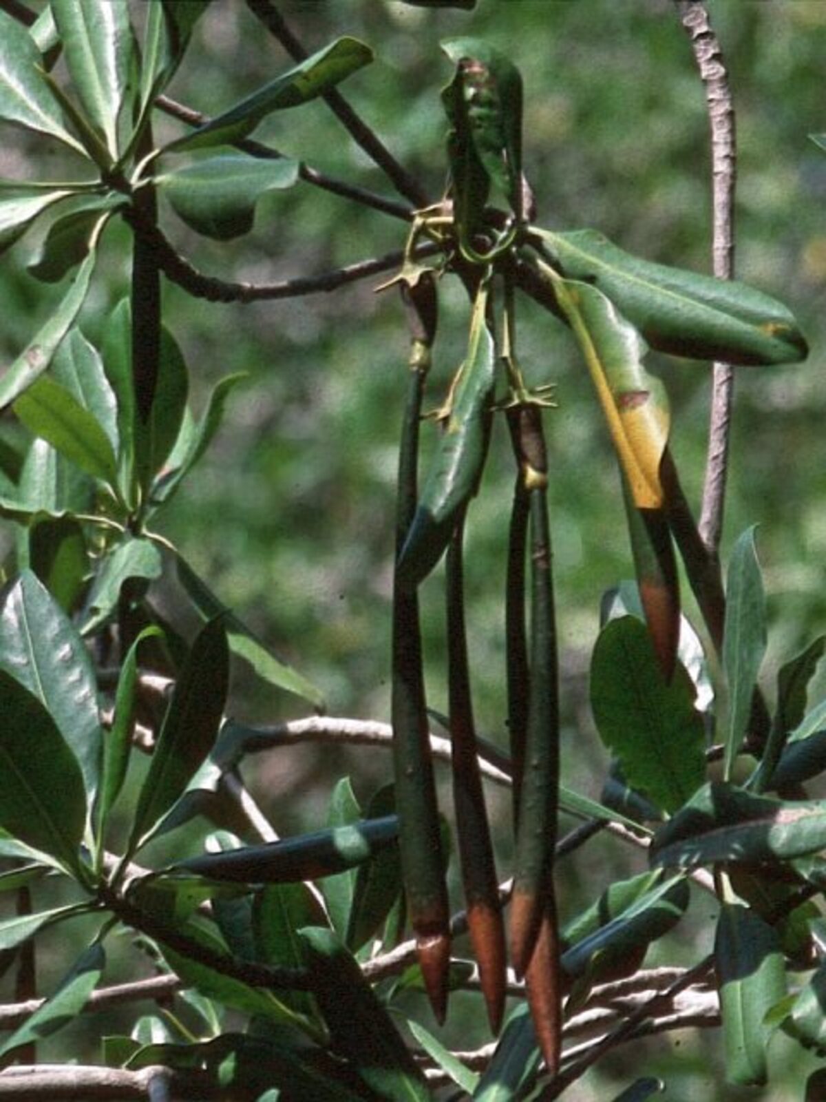 Red mangrove propagules hanging from parent tree