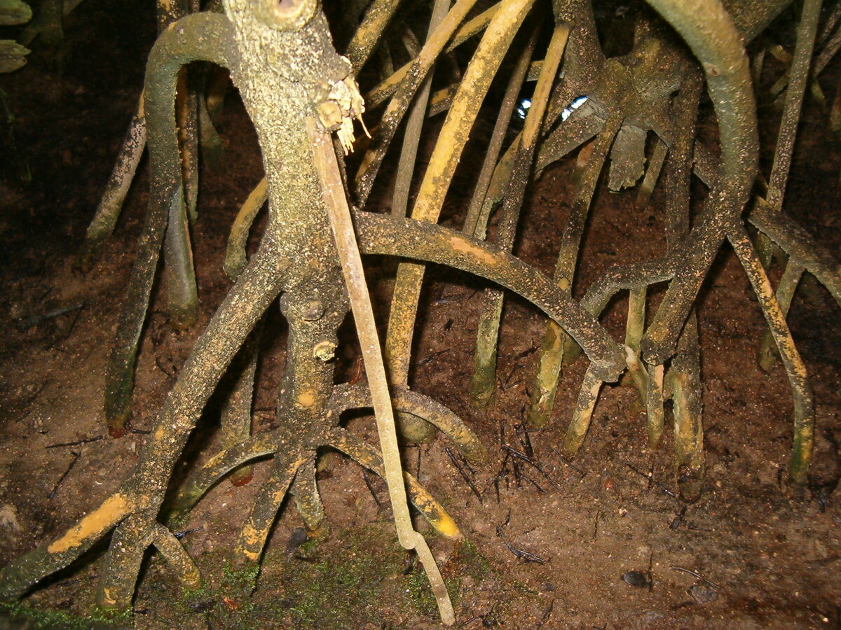 Detail of red mangrove prop root system