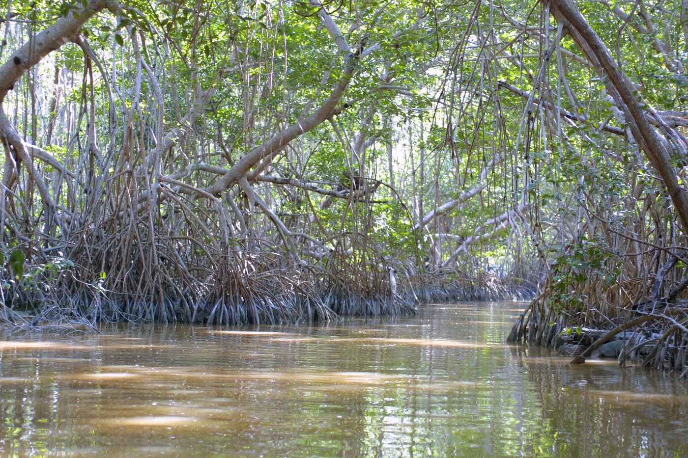 Red mangrove prop roots rising from coastal waters