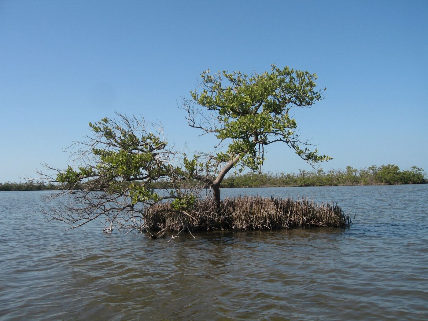 Avicennia germinans in Everglades National Park