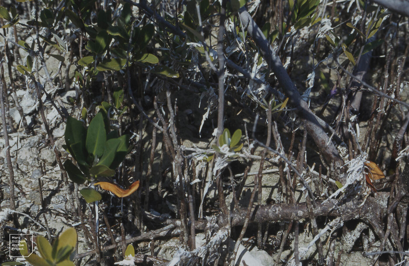 Pneumatophores emerging from buried cable roots