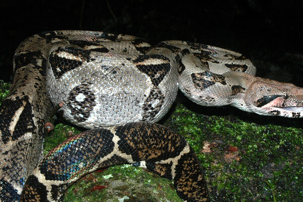Central American boa