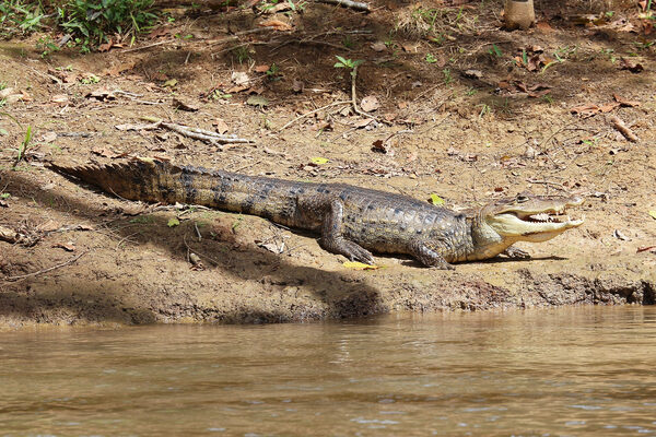 Spectacled caiman
