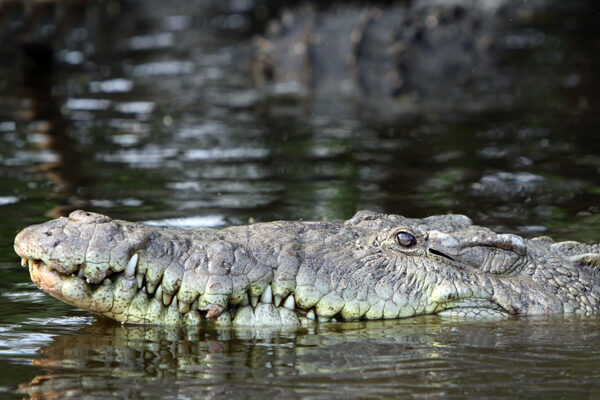 American crocodile