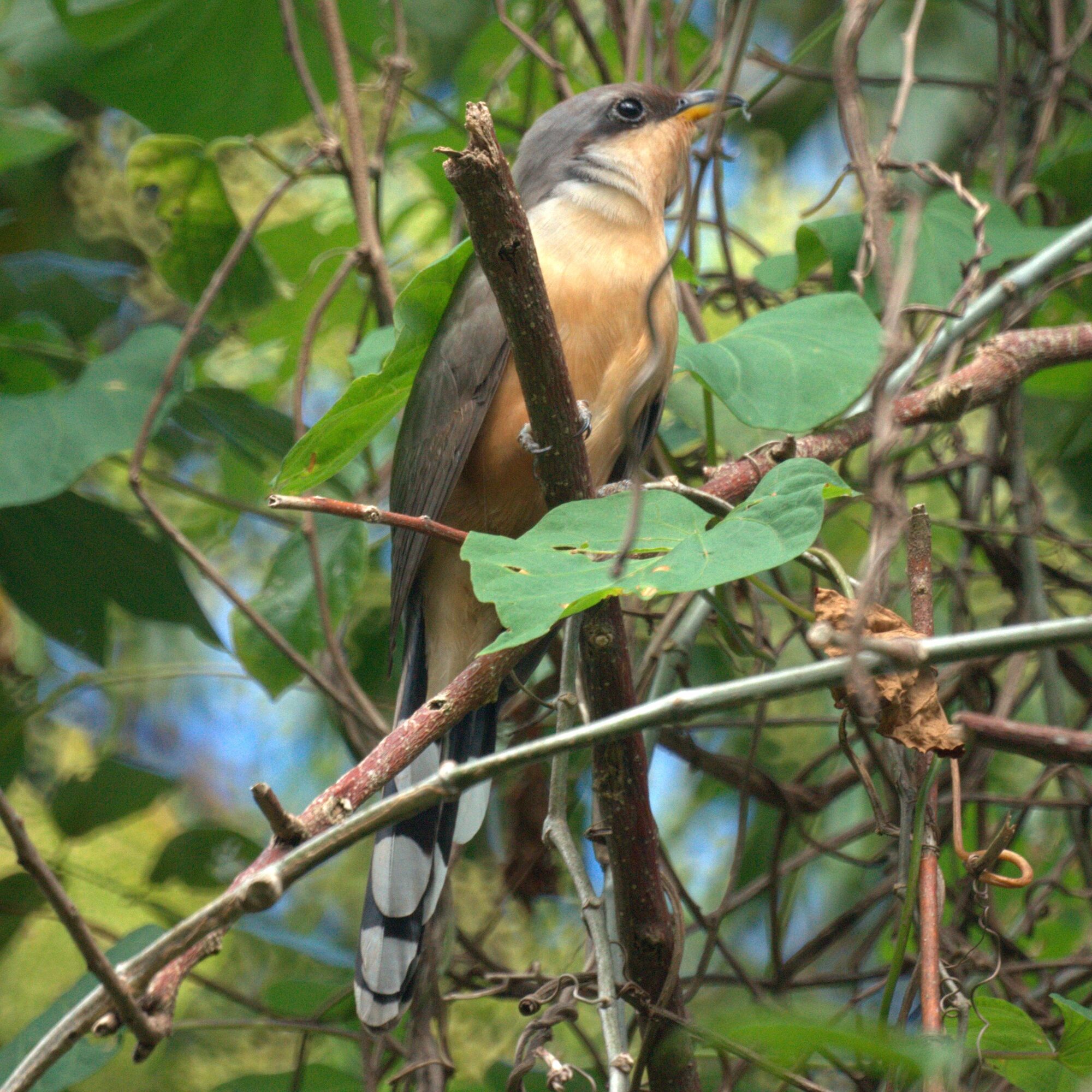Mangrove cuckoo