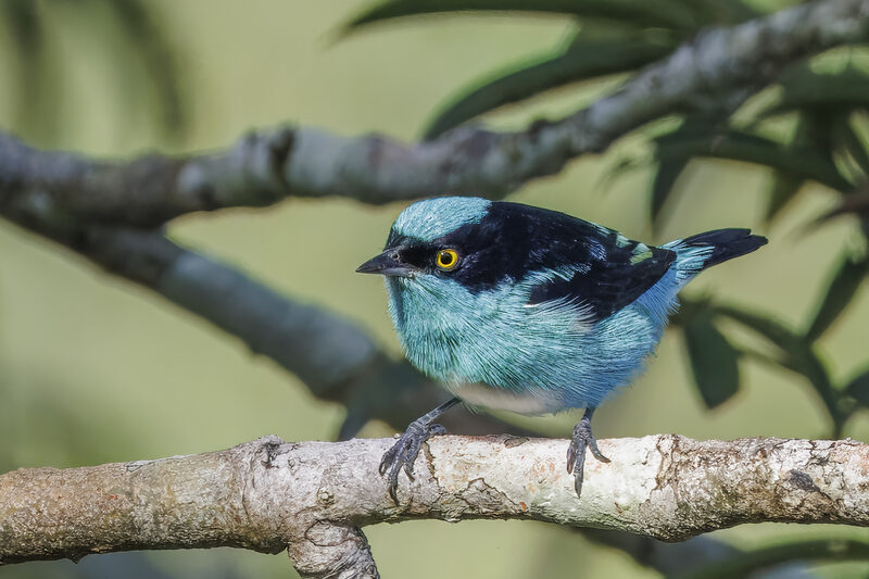 Black-faced Dacnis
