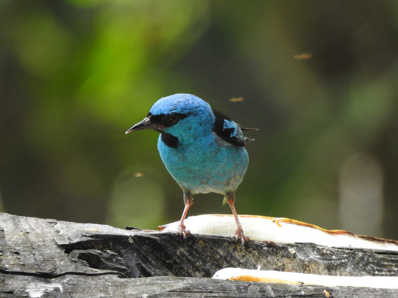 Blue Dacnis