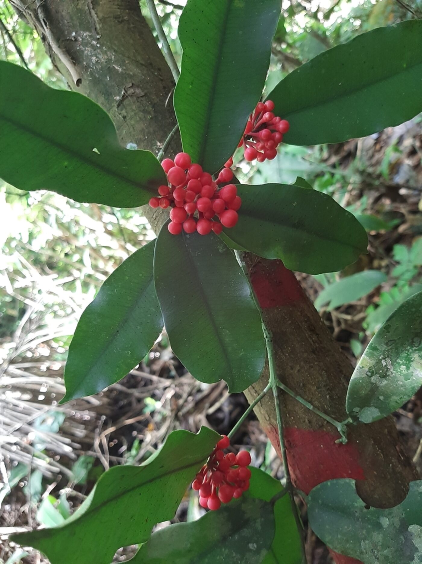 Symphonia globulifera flowers showing characteristic red globular blooms