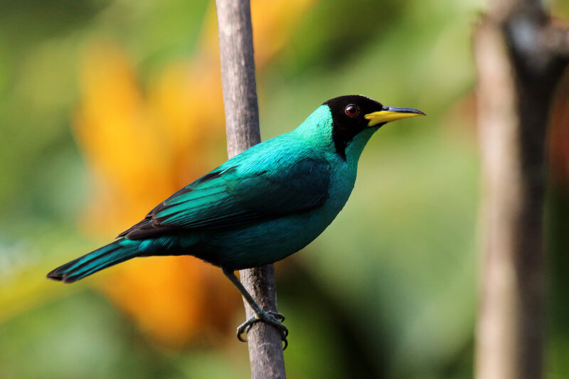 Green Honeycreeper