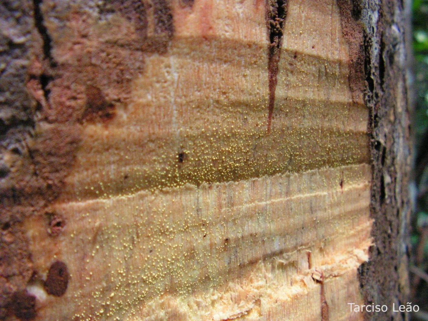 Yellow latex exuding from cut bark of Symphonia globulifera