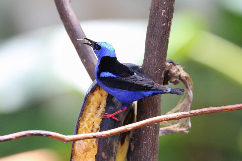 Red-legged Honeycreeper