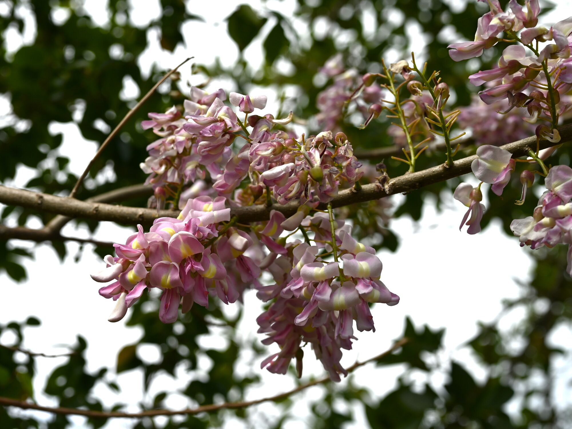 Mata ratón flowers (Gliricidia sepium) showing pink and white pea-shaped blooms