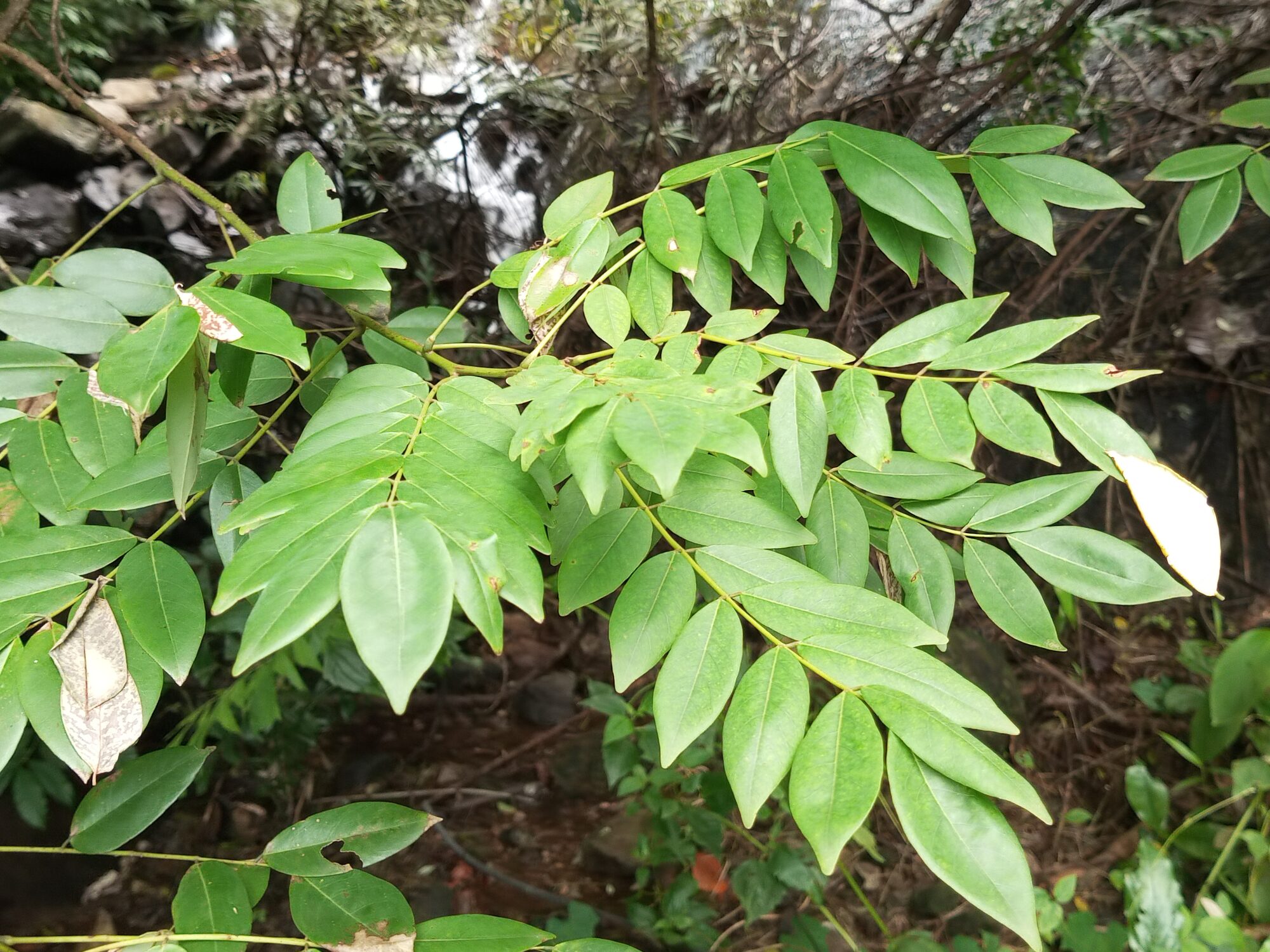 Mata ratón leaves showing the pinnate compound structure