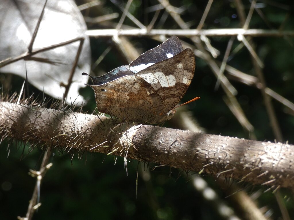 Memphis artacaena butterfly showing leaf-mimicking wing pattern