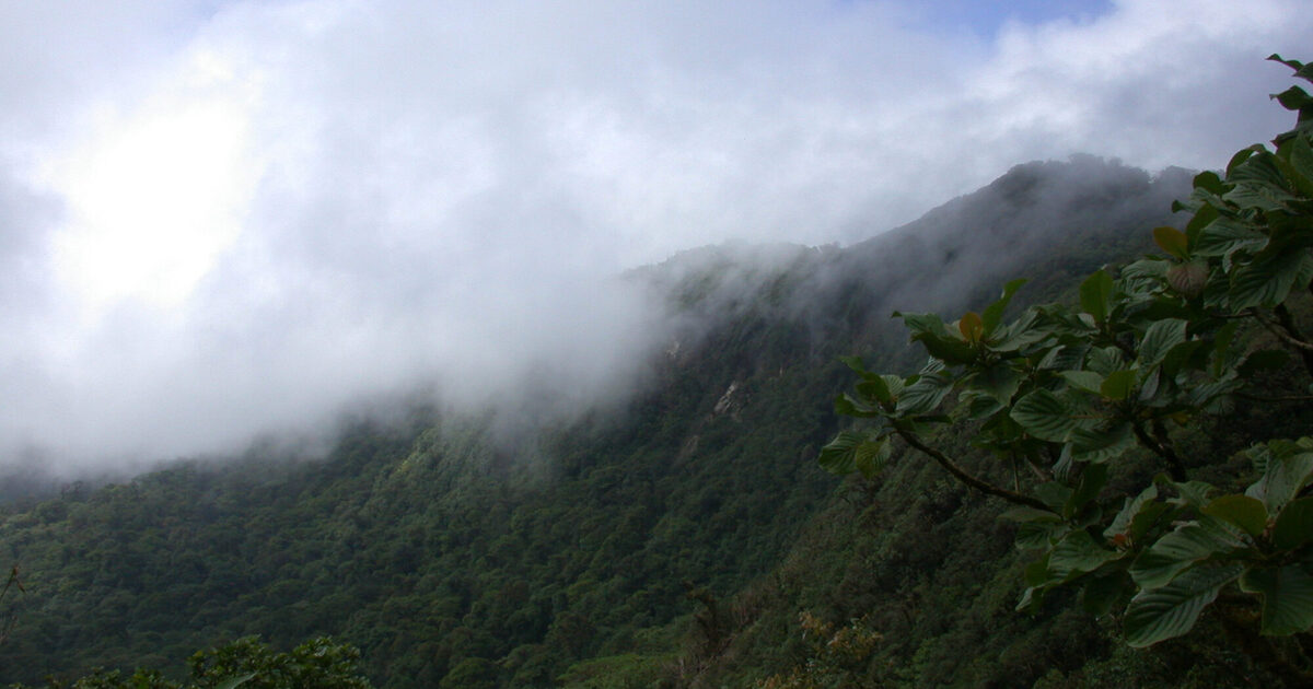 Cloud forest canopy in Monteverde, Costa Rica