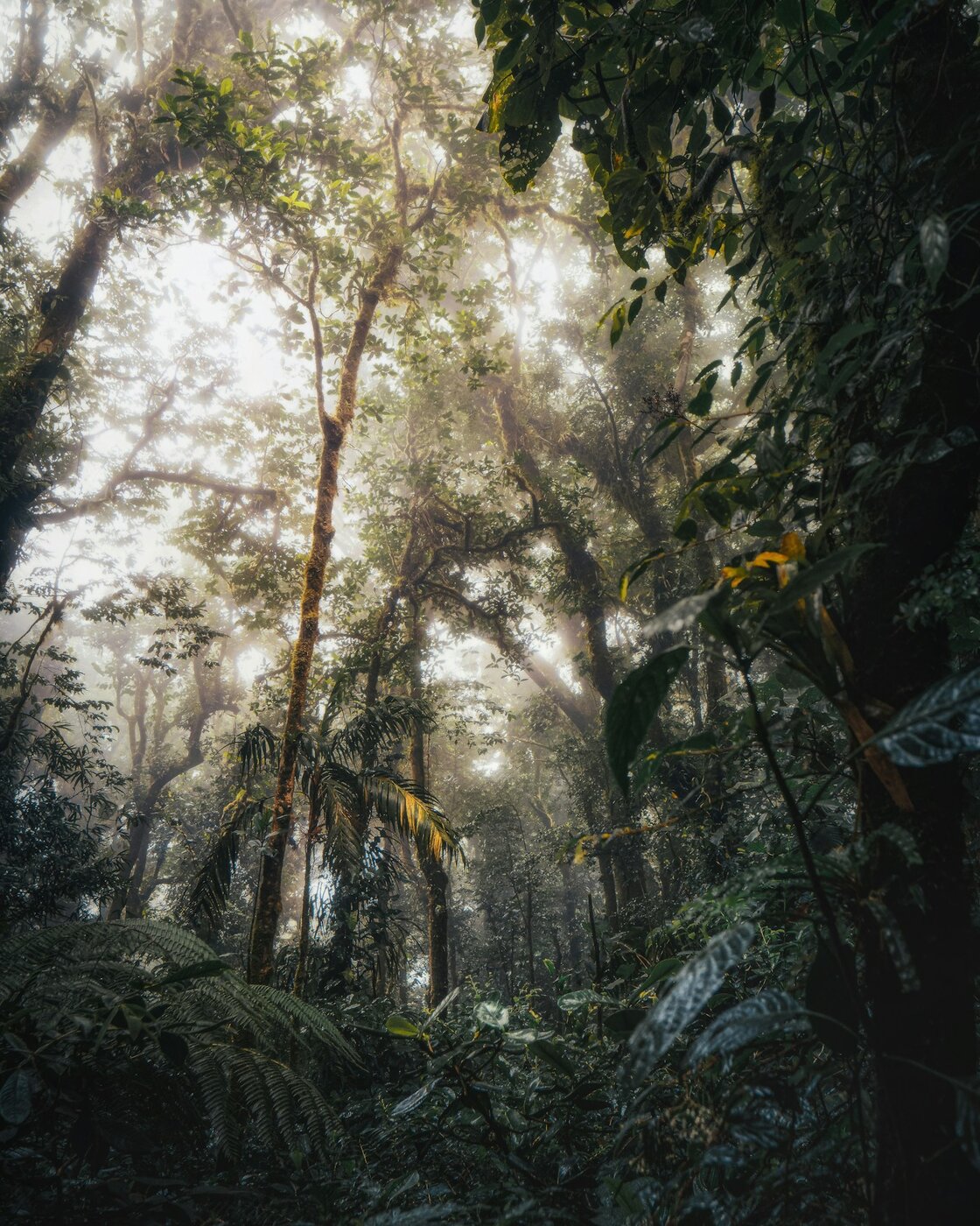 Costa Rican cloud forest with tall oaks and laurels