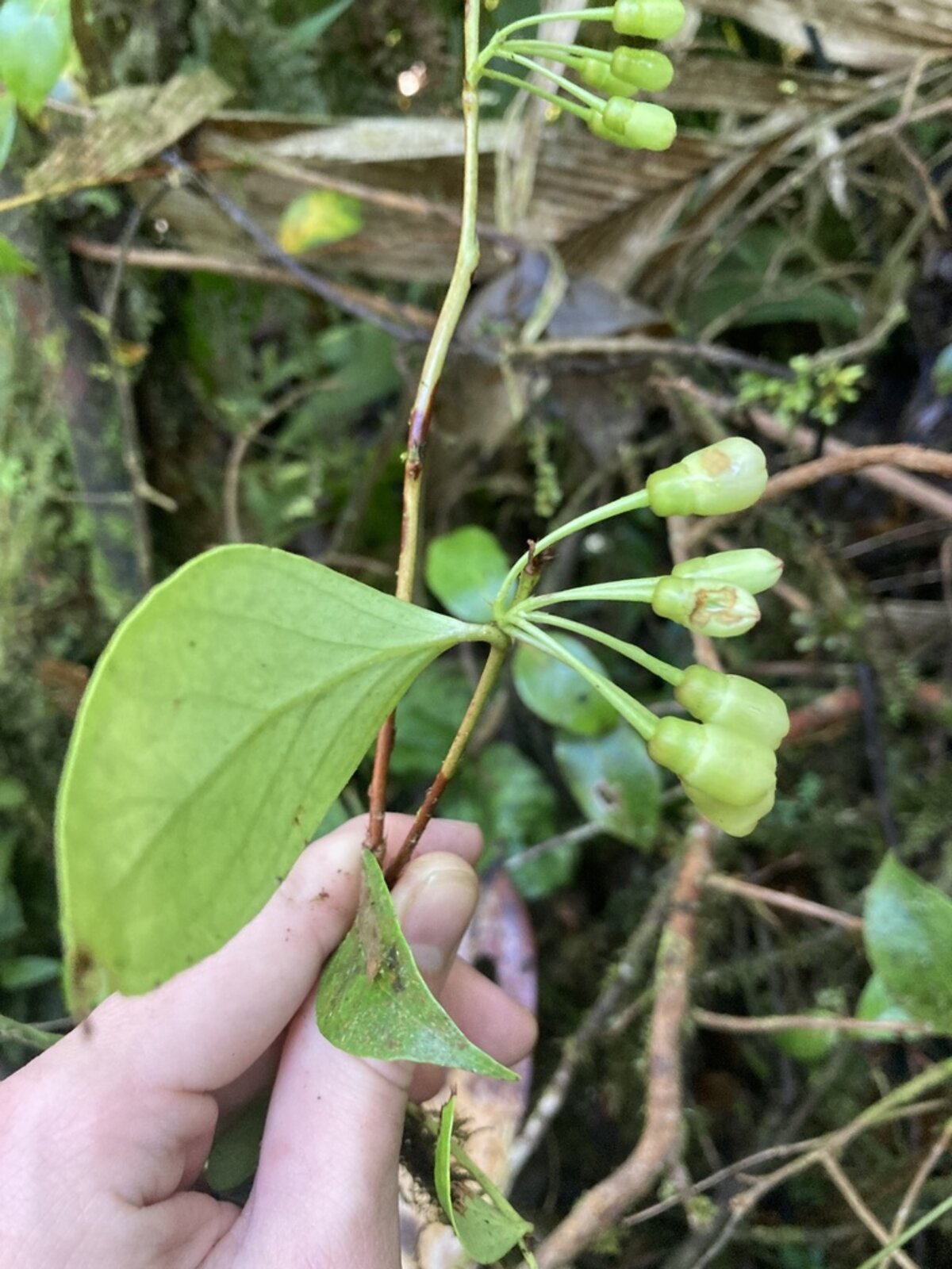 Flower buds and leaves of Vaccinium poasanum