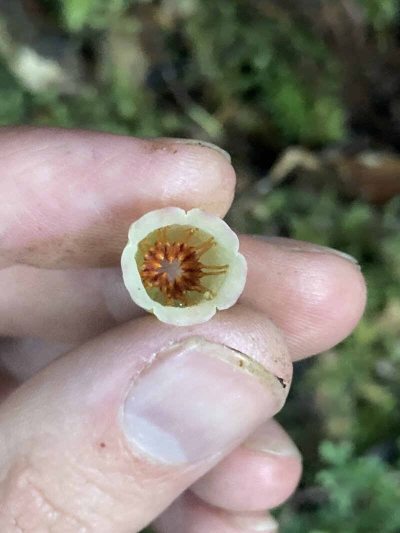 Close-up of Vaccinium poasanum flower interior showing stamens