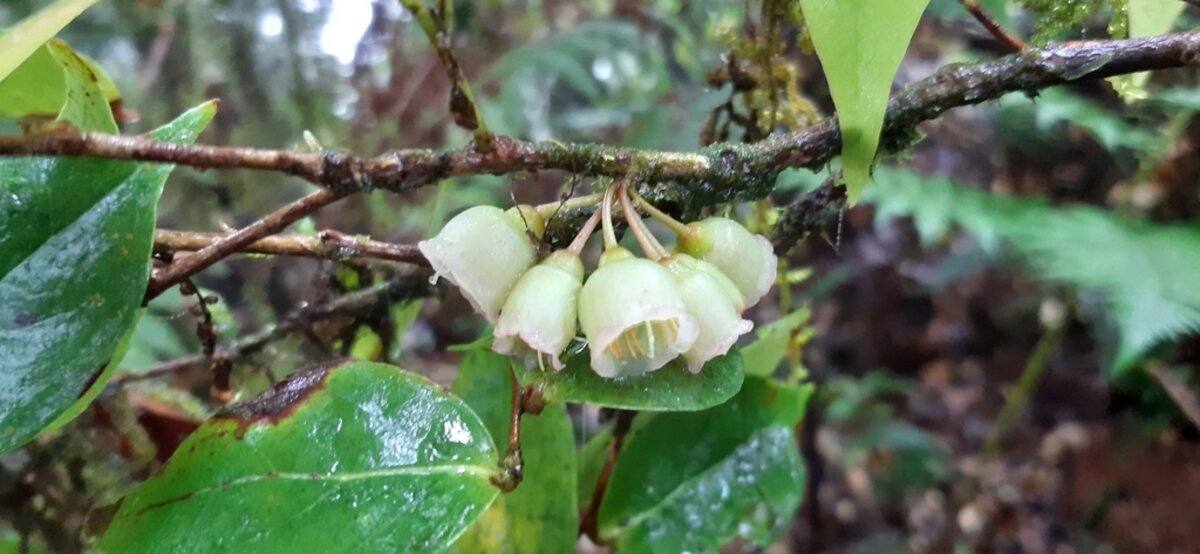 Bell-shaped flowers of Vaccinium poasanum