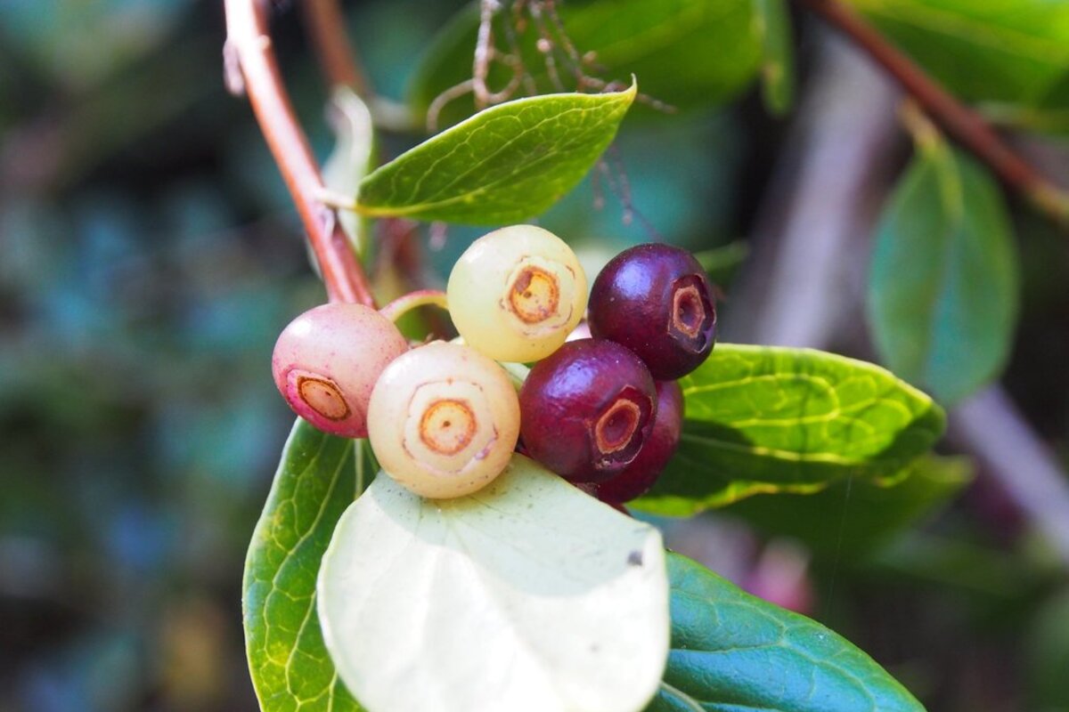 Vaccinium poasanum berries at various stages of ripeness, from pale green to deep purple
