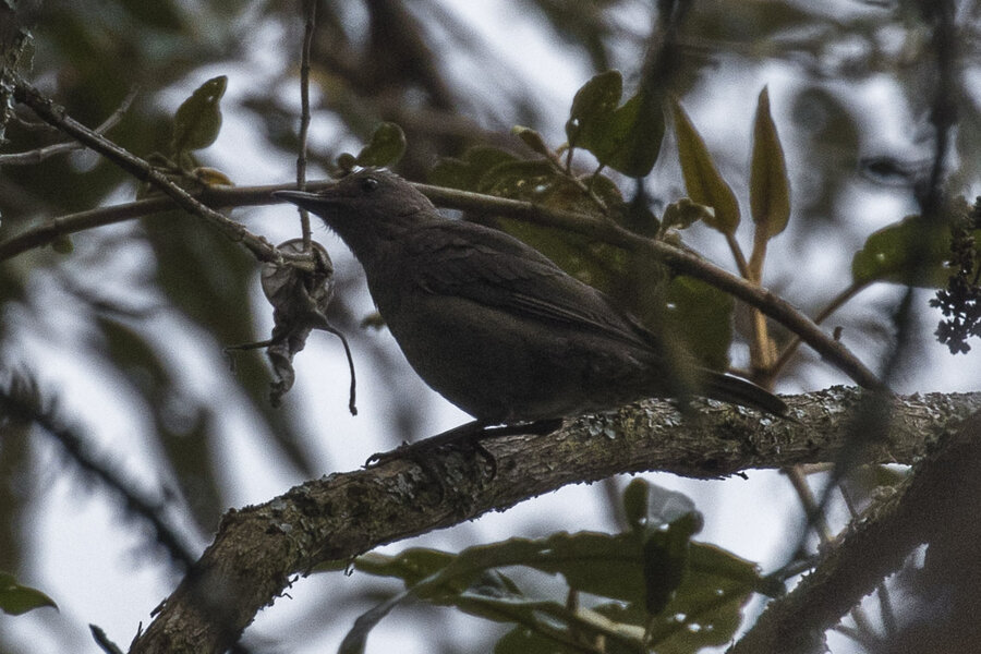 Mountain Robin (Turdus plebejus)
