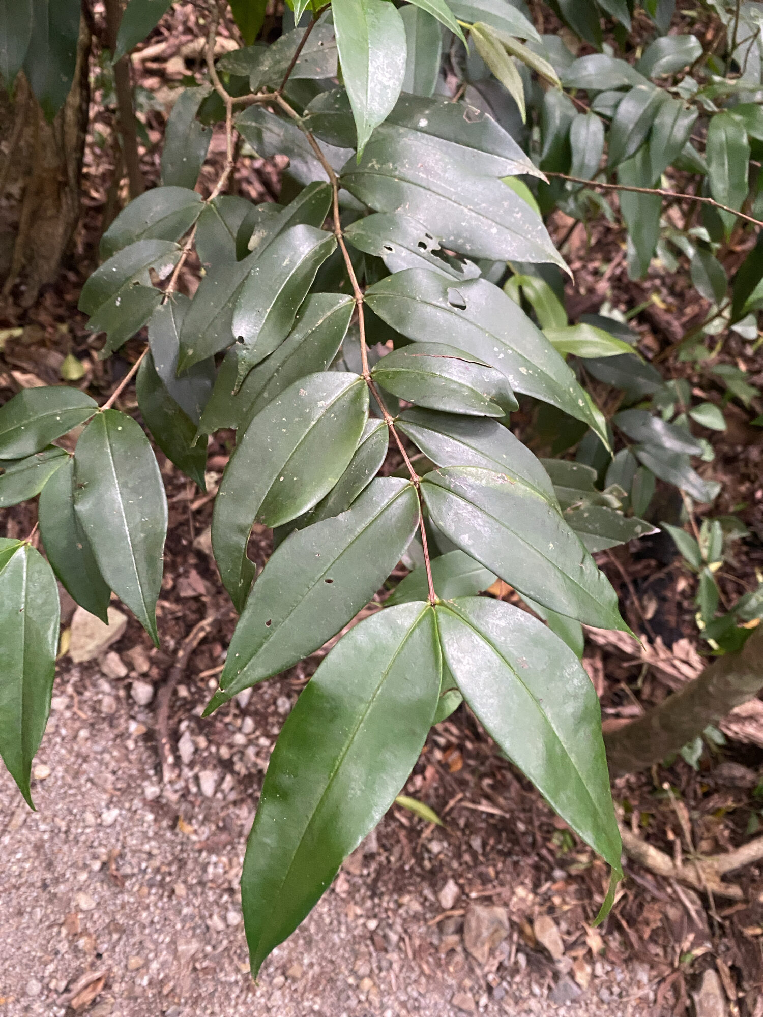 Branch of Mouriri gleasoniana showing drooping opposite leaves in forest understory