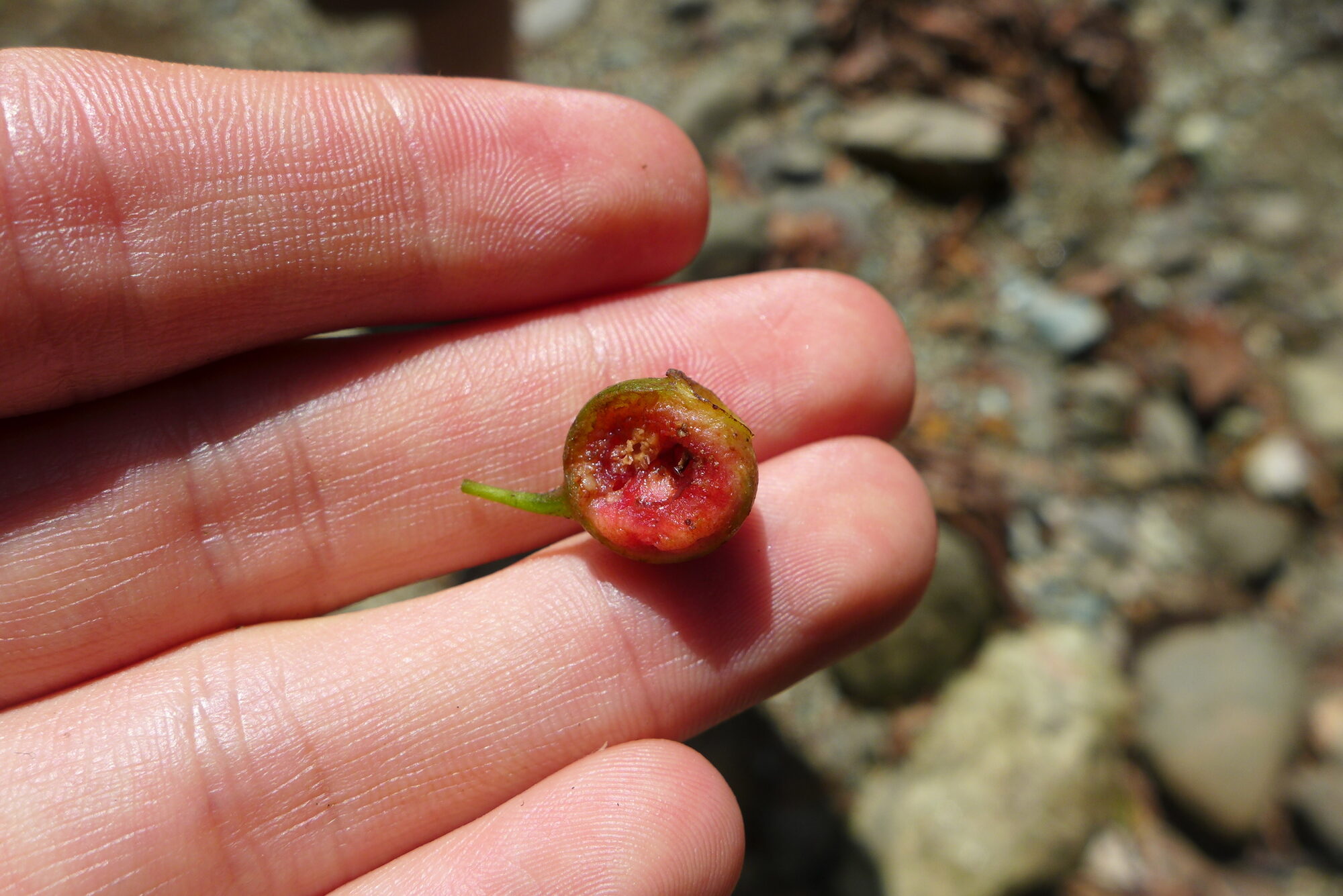 Small fleshy fruit of Mouriri gleasoniana held between fingers, showing the persistent calyx ring