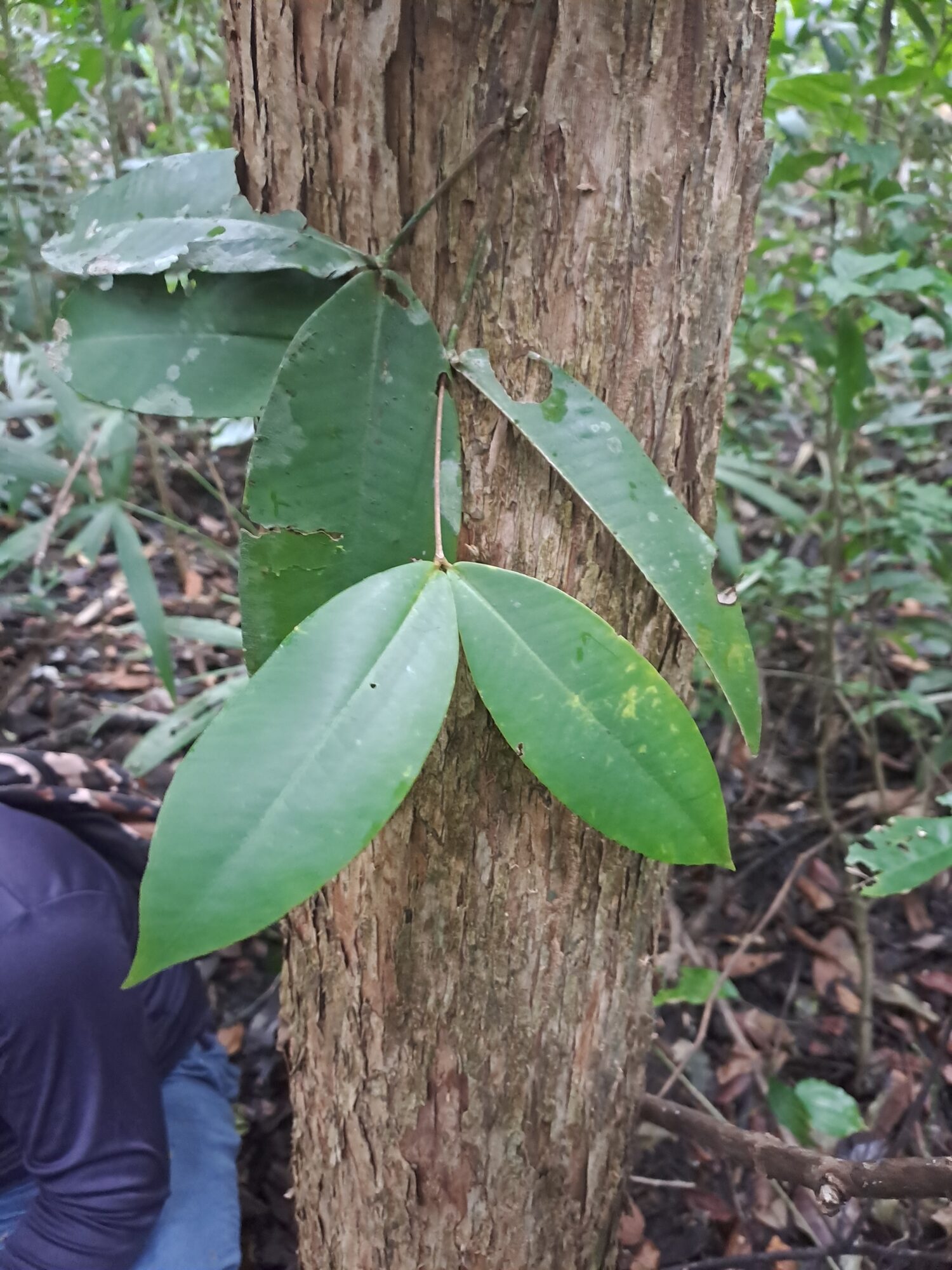 Trunk of Mouriri gleasoniana with a leafy shoot emerging directly from the bole, showing the species' ramiflorous habit