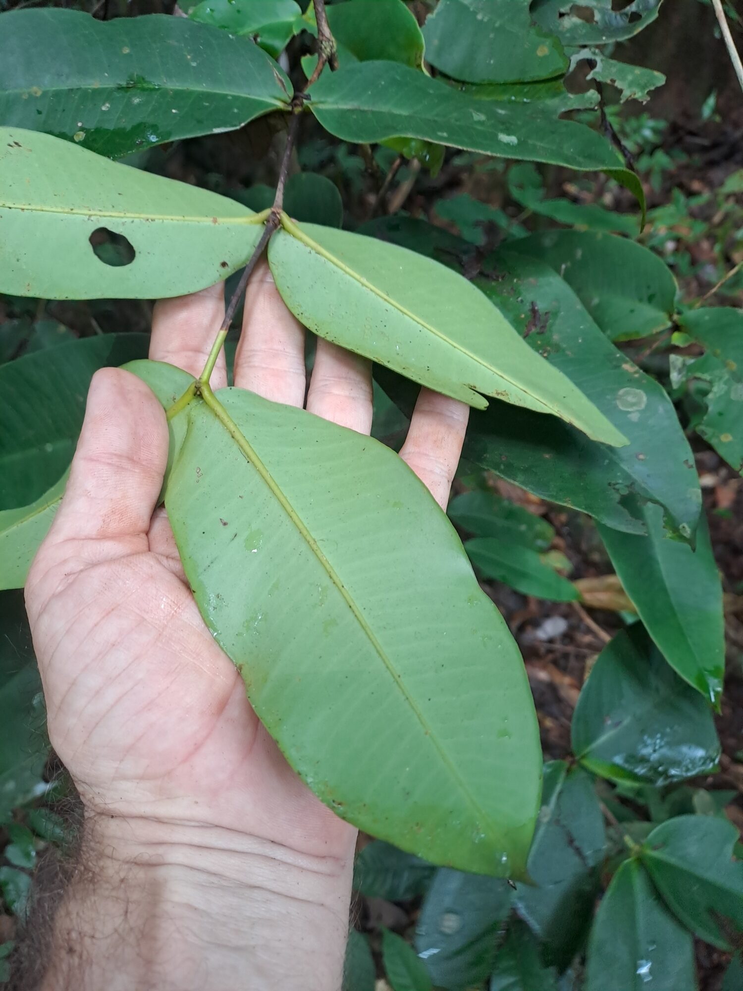 Hand holding a branch of Mouriri gleasoniana showing opposite sessile leaves with a single prominent midrib