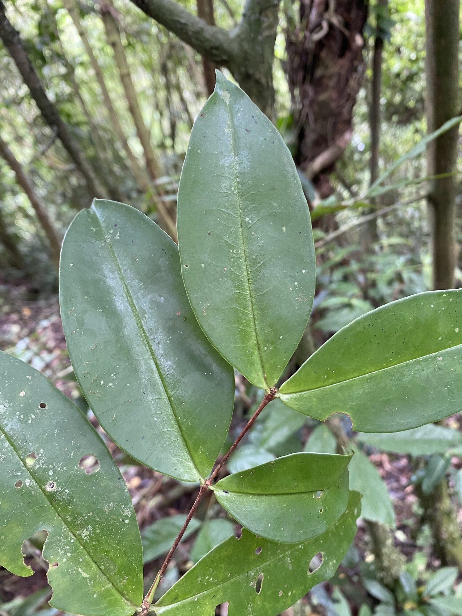 Close-up of opposite sessile leaves of Mouriri gleasoniana showing the single midrib and smooth surface