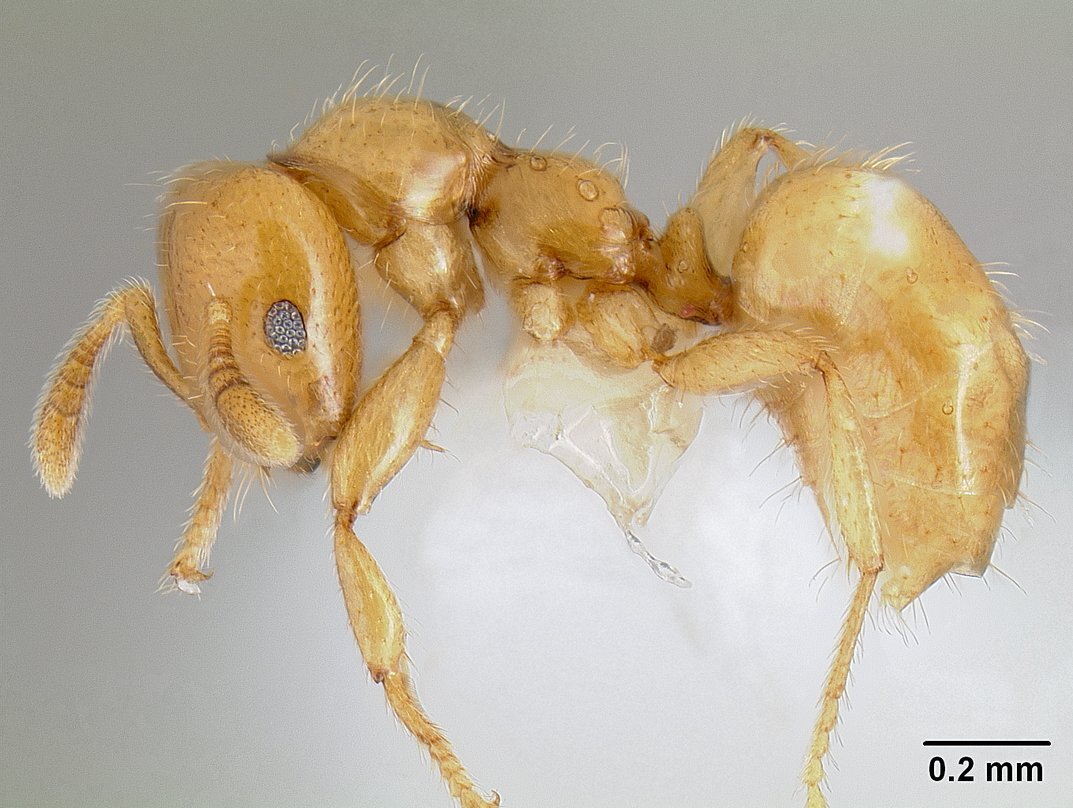 Myrmelachista flavocotea ant specimen in profile view