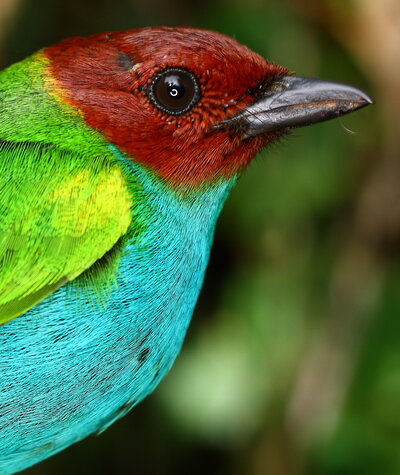 Bay-headed Tanager