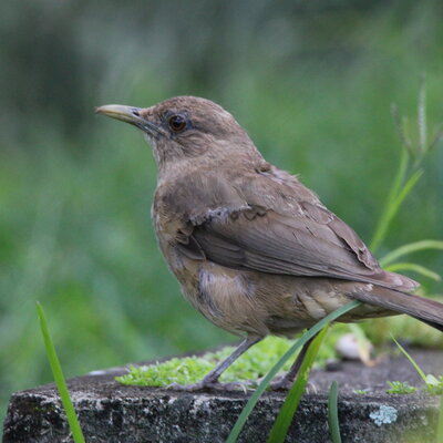 Clay-colored Thrush