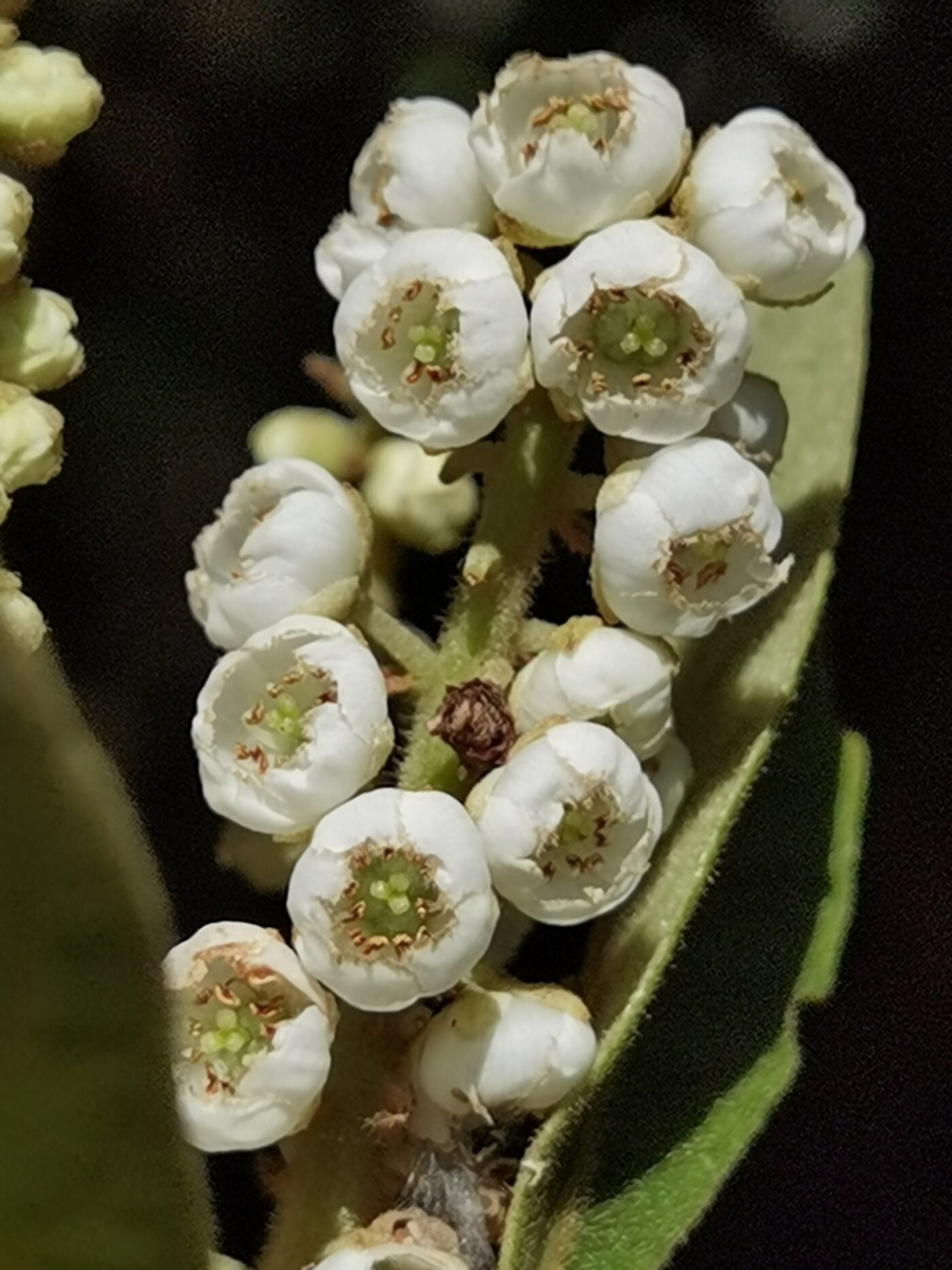 Clethra flowers showing characteristic white bell-shaped blooms