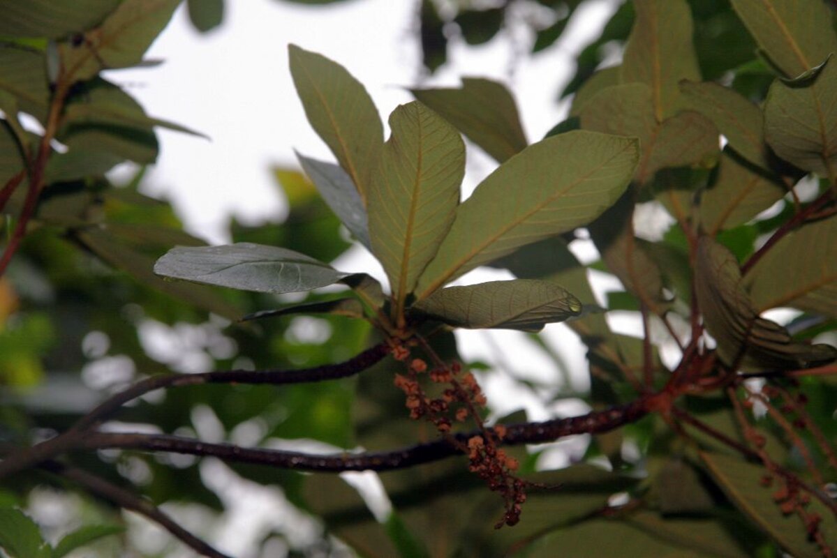 Developing fruit capsules of Clethra