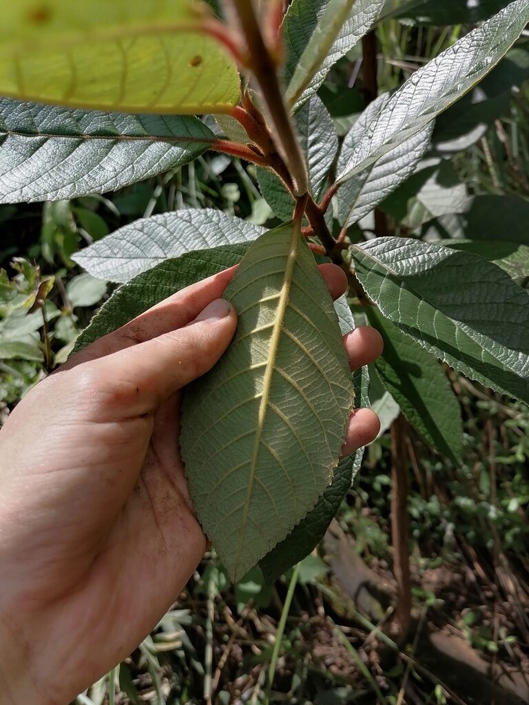 Pale, woolly underside of a nance macho leaf with a bright yellow midvein