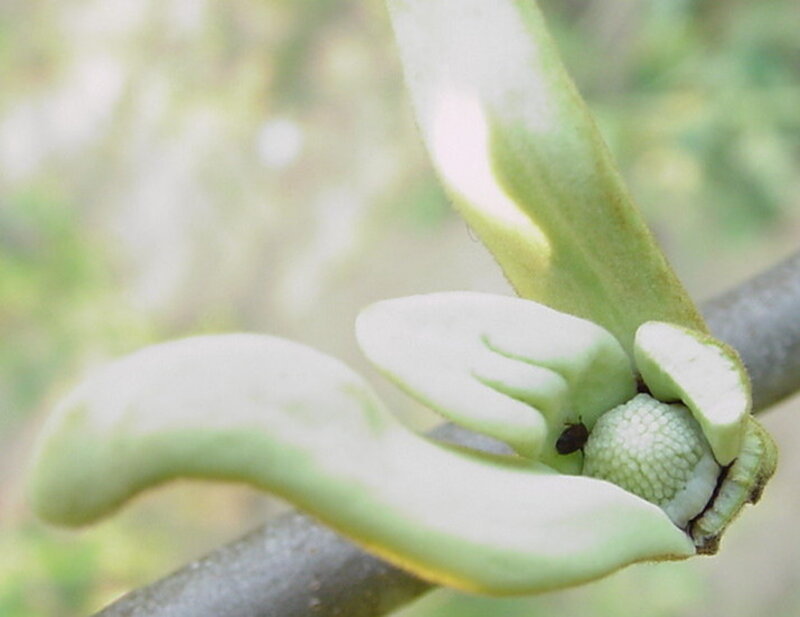 Nitidulidae sap beetle visiting flower