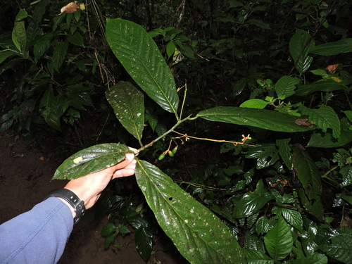 Ocotea atirrensis foliage showing elliptical leaves