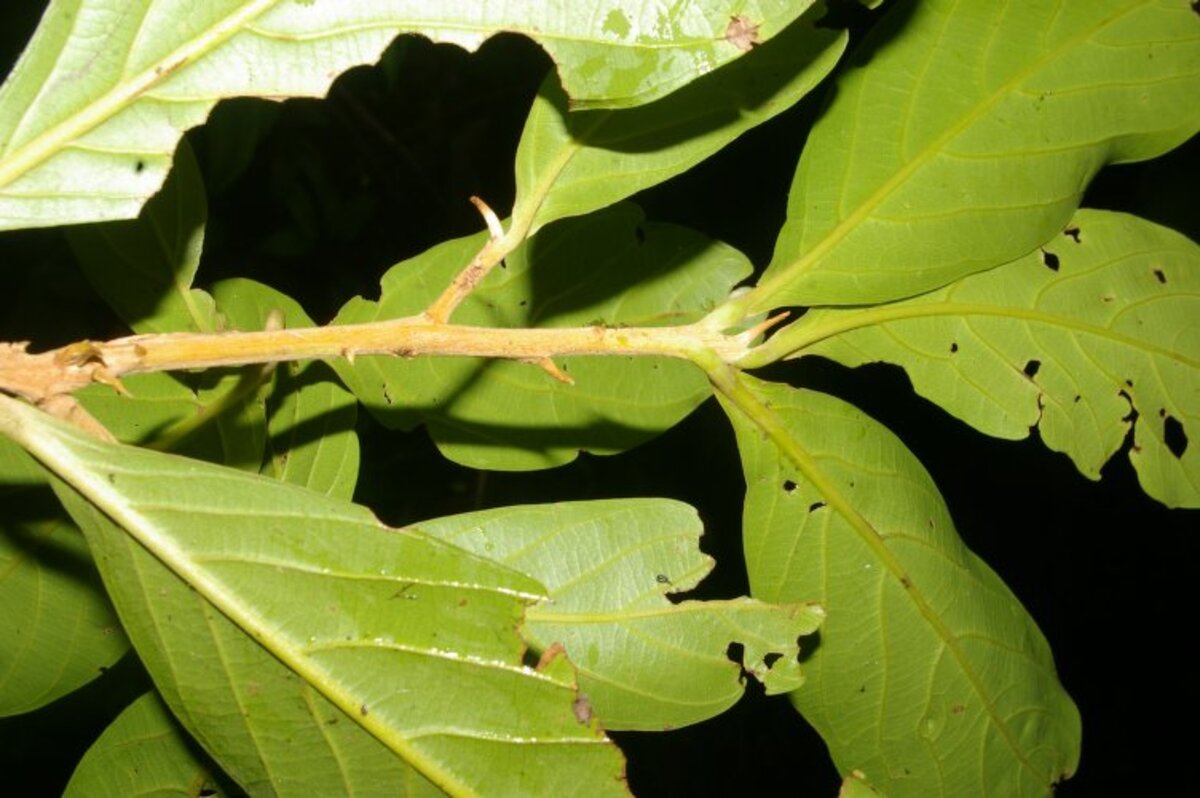 Branch and leaves of Ocotea austinii