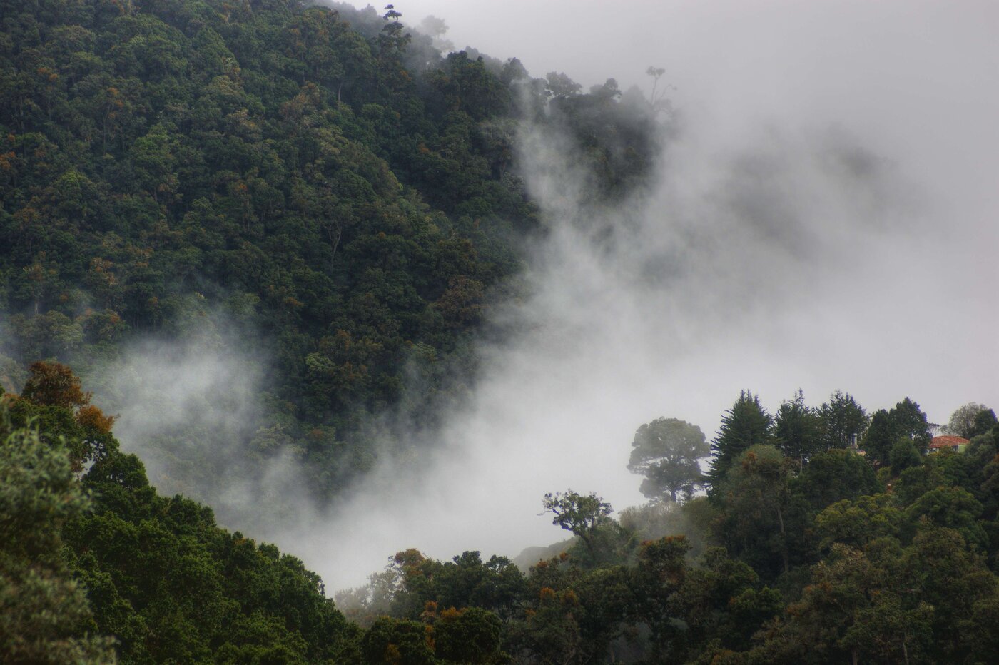 Cloud forest habitat in San Gerardo de Dota
