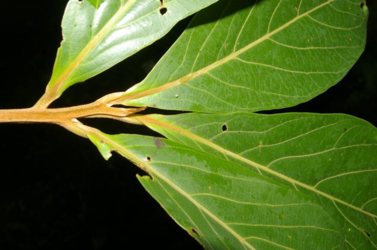 Leaf underside of Ocotea austinii showing venation