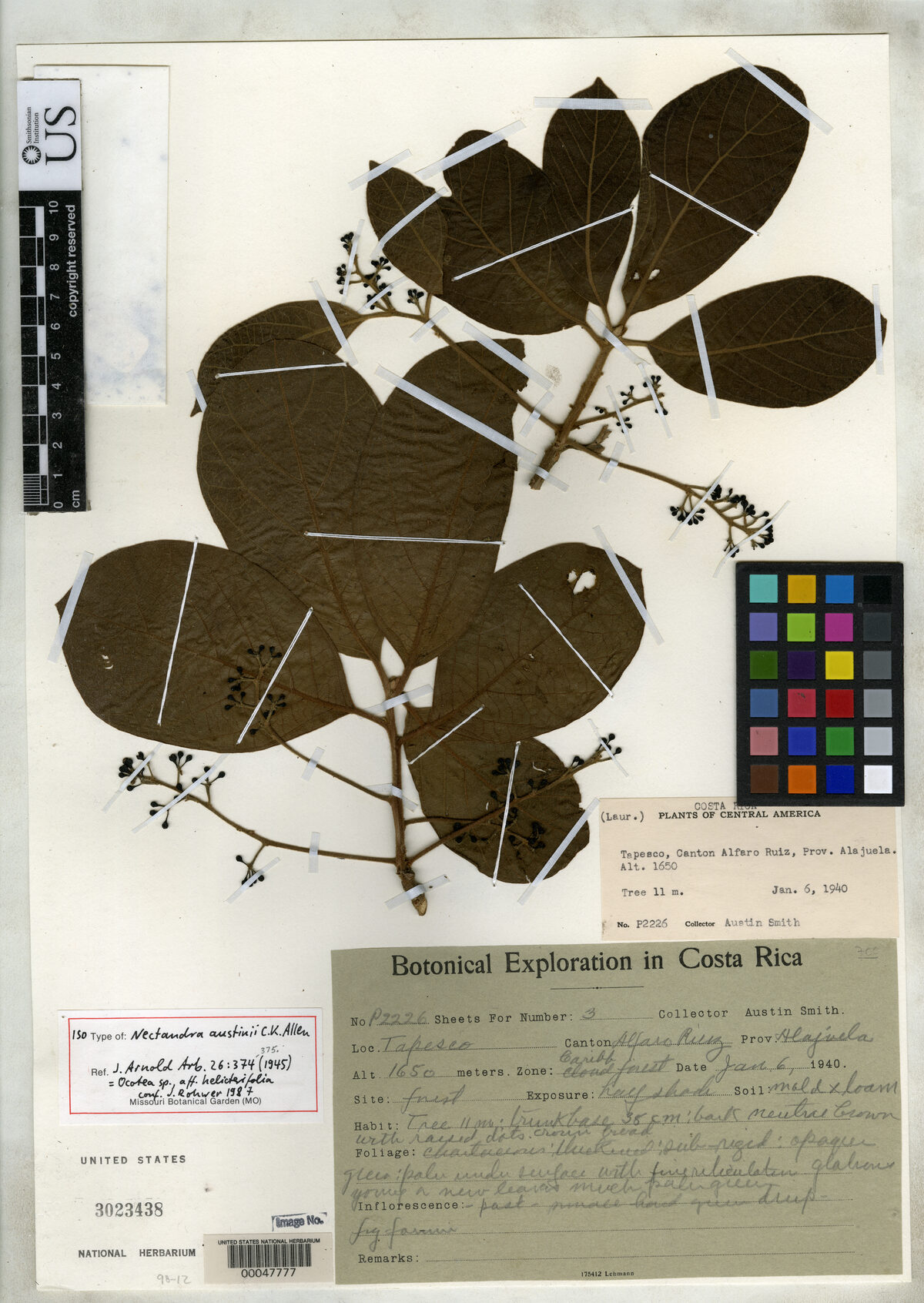 Herbarium specimen of Ocotea austinii