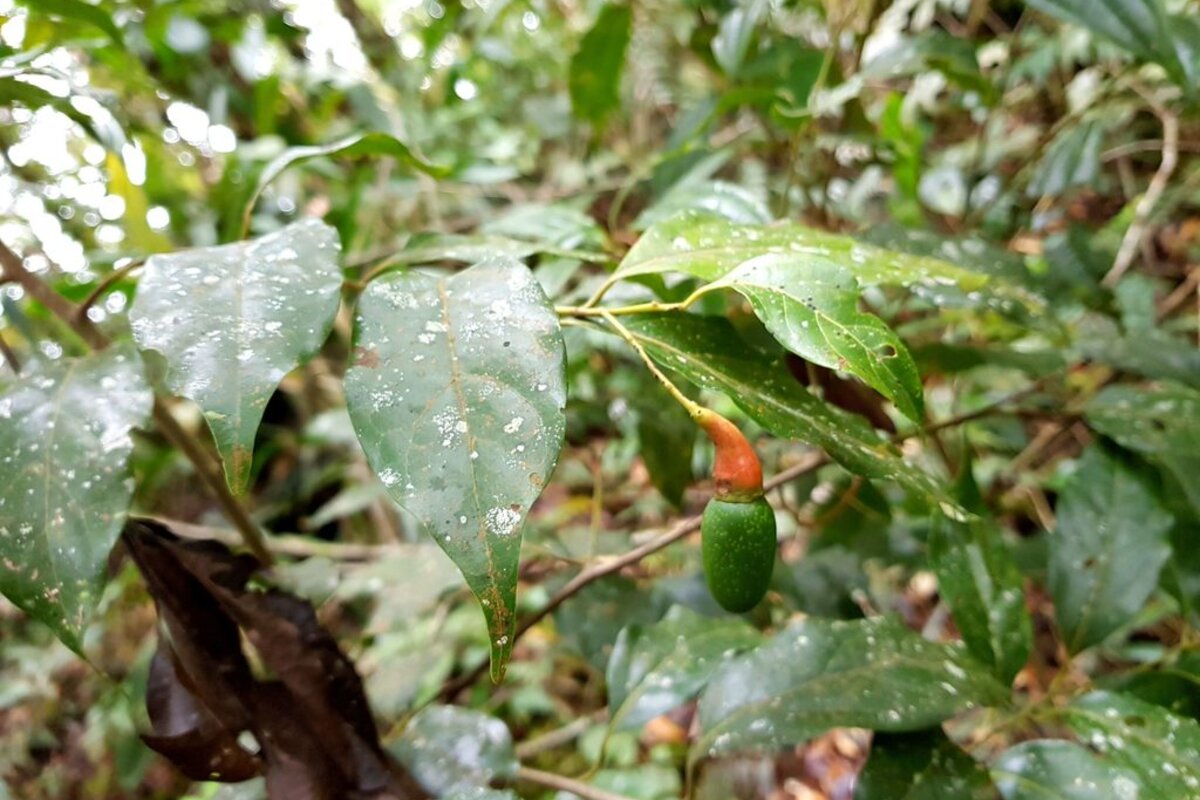 Ocotea brenesii leaves showing characteristic broad shape