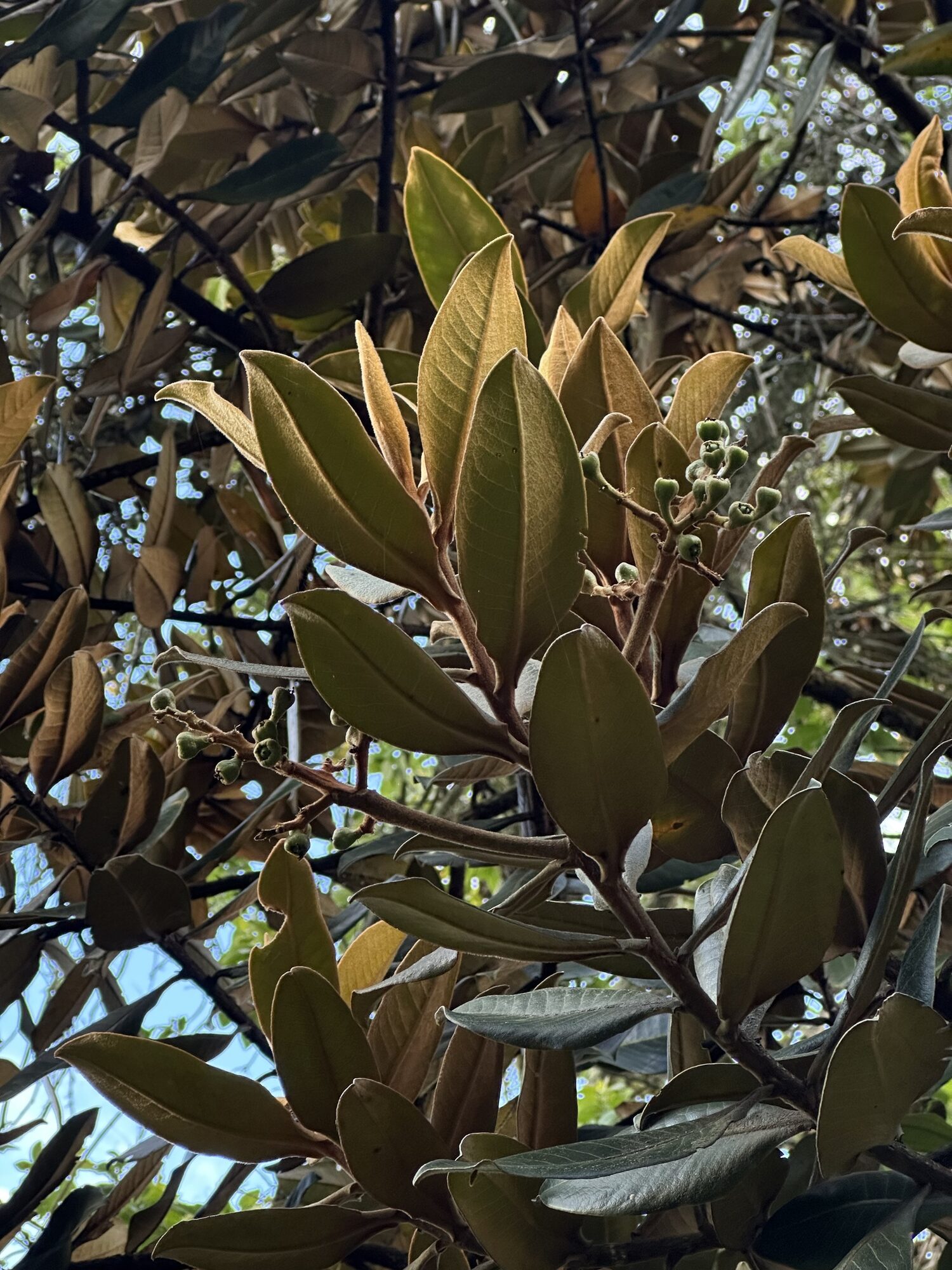 Foliage of Ocotea calophylla showing elliptic leaves