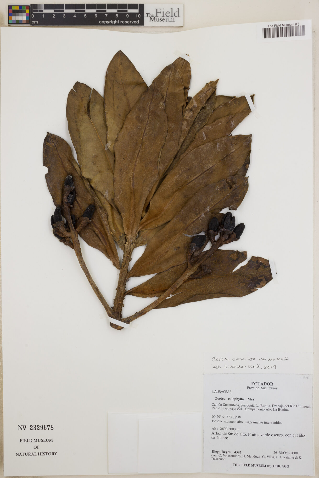 Field Museum herbarium sheet of Ocotea calophylla collected in Sucumbíos, Ecuador