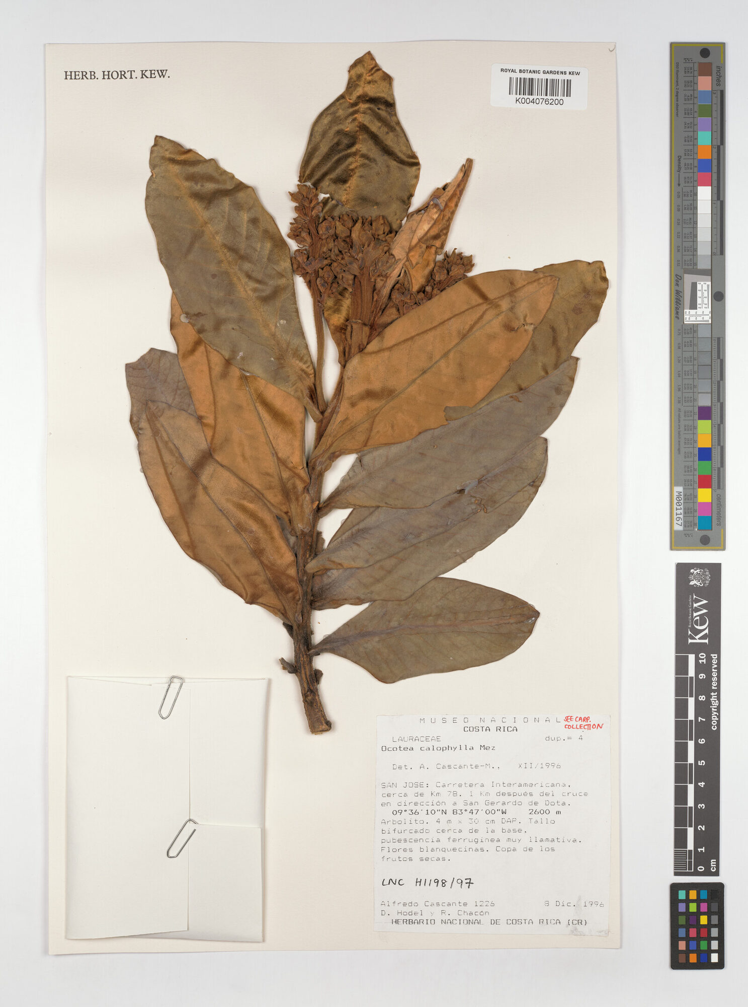 Kew herbarium specimen of Ocotea calophylla from Costa Rica