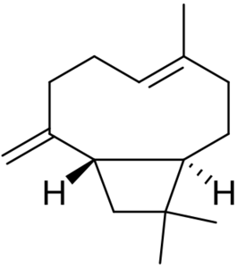 β-caryophyllene molecular structure