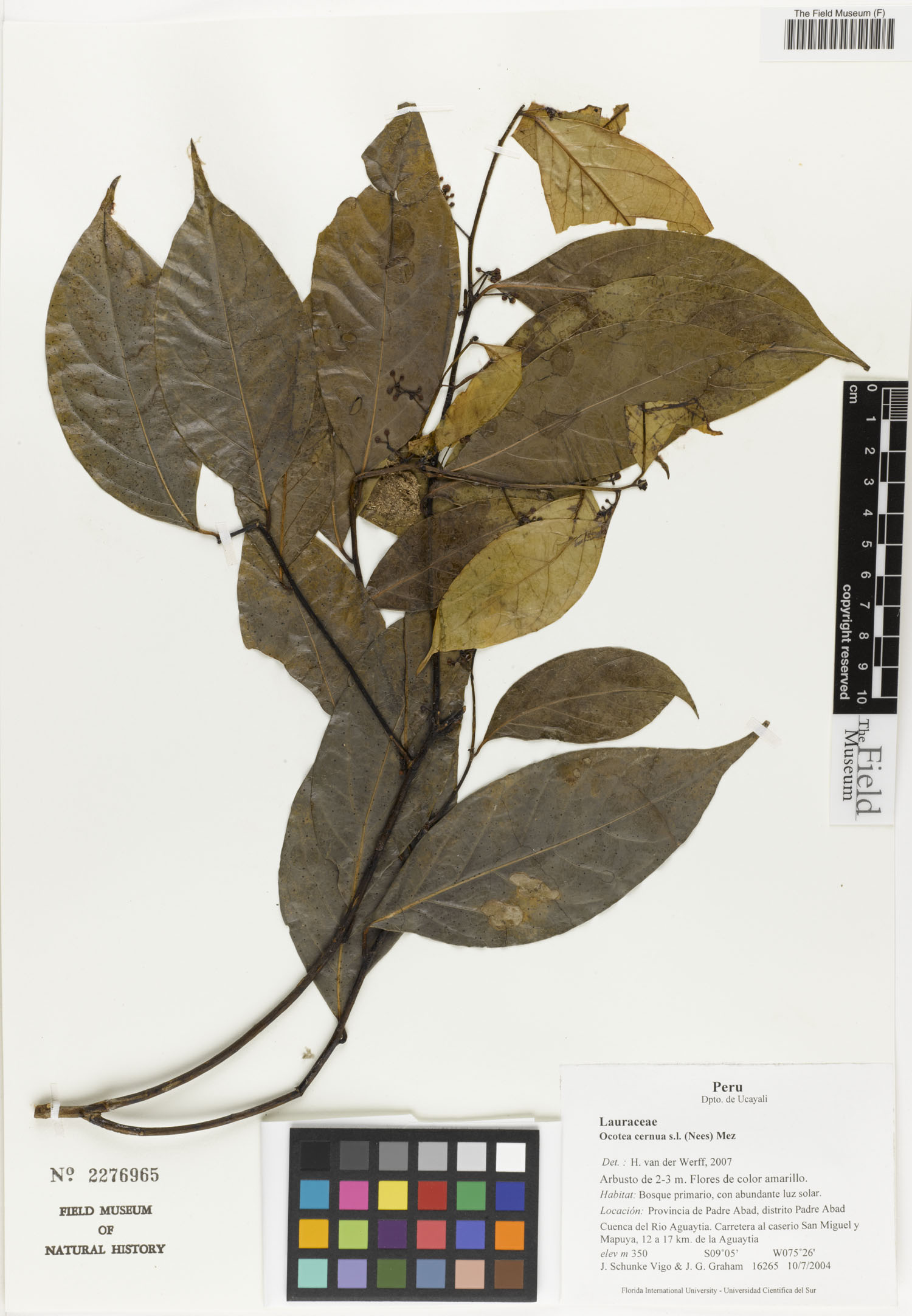 Field Museum herbarium sheet of Ocotea cernua from Peru