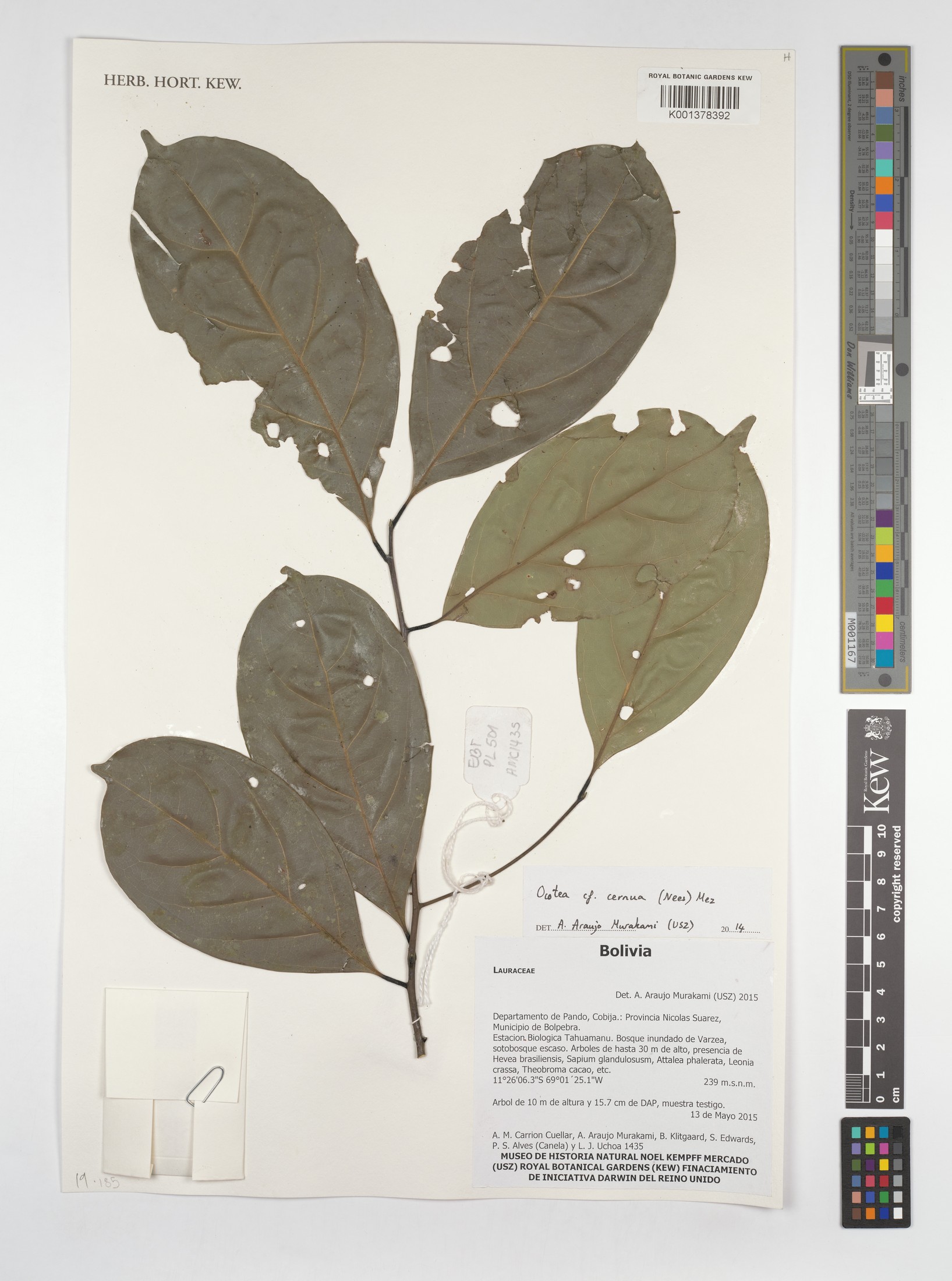 Herbarium sheet of Ocotea cernua from Royal Botanic Gardens, Kew